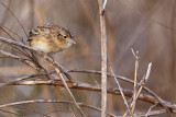 _MG_2182 Grasshopper Sparrow.jpg