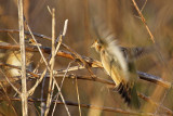 _MG_2267 Grasshopper Sparrow.jpg