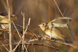 _MG_2268 Grasshopper Sparrow.jpg