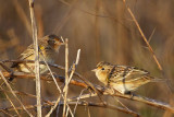 _MG_2273 Grasshopper Sparrow.jpg