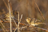 _MG_2281 Grasshopper Sparrow.jpg