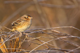_MG_2309 Grasshopper Sparrow.jpg