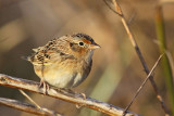 _MG_2412 Grasshopper Sparrow.jpg