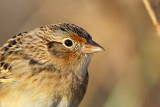 _MG_2412crop Grasshopper Sparrow.jpg