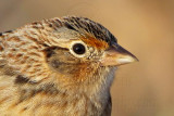 Grasshopper Sparrow - Attwater Prairie Chicken NWR, December 13, 2008
