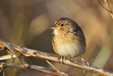 _MG_2413 Grasshopper Sparrow.jpg
