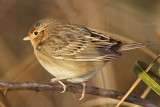 _MG_2429 Grasshopper Sparrow.jpg