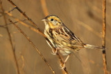 _MG_2503 Le Contes Sparrow.jpg
