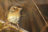 _MG_2589 Grasshopper Sparrow.jpg