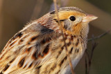 _MG_2620 Le Contes Sparrow.jpg