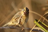 _MG_2779 Le Contes Sparrow.jpg