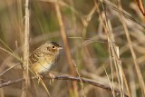 _MG_2796 Grasshopper Sparrow.jpg