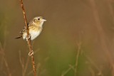 _MG_2909 Grasshopper Sparrow.jpg