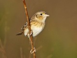 _MG_2909crop Grasshopper Sparrow.jpg