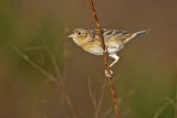 _MG_2993 Grasshopper Sparrow.jpg