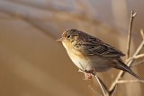 _MG_3019 Grasshopper Sparrow.jpg