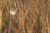 _MG_3031 Grasshopper Sparrow.jpg