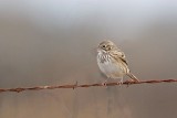_MG_3116 Vesper Sparrow.jpg
