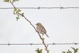 _MG_3249 Savannah Sparrow.jpg