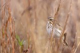 _MG_3298 Savannah Sparrow.jpg