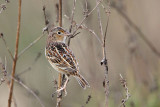 _MG_3401 Grasshopper Sparrow.jpg