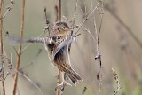 _MG_3406 Grasshopper Sparrow.jpg