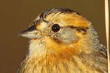 Nelson's Sharp-tailed Sparrow - UTC, Fall 2008