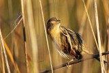 _MG_6258 Nelsons Sharp-tailed Sparrow.jpg