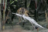 _MG_4575 Seaside Sparrow.jpg