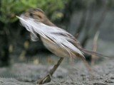 _MG_5150 Seaside Sparrow.jpg