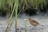 _MG_6502 Seaside Sparrow.jpg