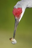 _MG_8498 Sandhill Crane.jpg