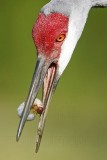 _MG_8506 Sandhill Crane.jpg