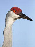 _MG_8776 Sandhill Crane.jpg