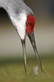 _MG_8991 Sandhill Crane.jpg