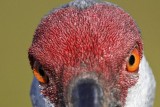 _MG_9053 Sandhill Crane.jpg