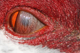 _MG_9059crop Sandhill Crane.jpg