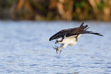 _MG_7262 Osprey.jpg