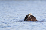 _MG_7291 Osprey.jpg