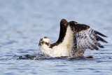 _MG_7292crop Osprey.jpg