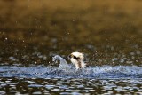 _MG_7333 Osprey.jpg