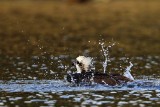 _MG_7338 Osprey.jpg