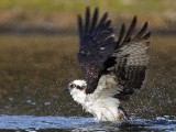 _MG_7362 Osprey.jpg