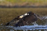 _MG_7364 Osprey.jpg