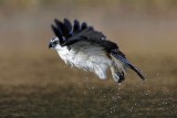 _MG_7380 Osprey.jpg
