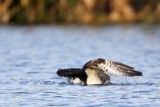 _MG_7433 Osprey.jpg