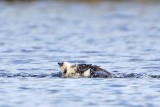 _MG_7435 Osprey.jpg
