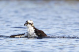 _MG_7452 Osprey.jpg