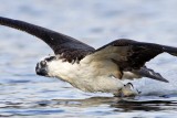 _MG_7486crop Osprey.jpg