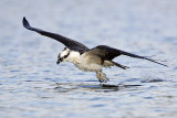 _MG_7487 Osprey.jpg
